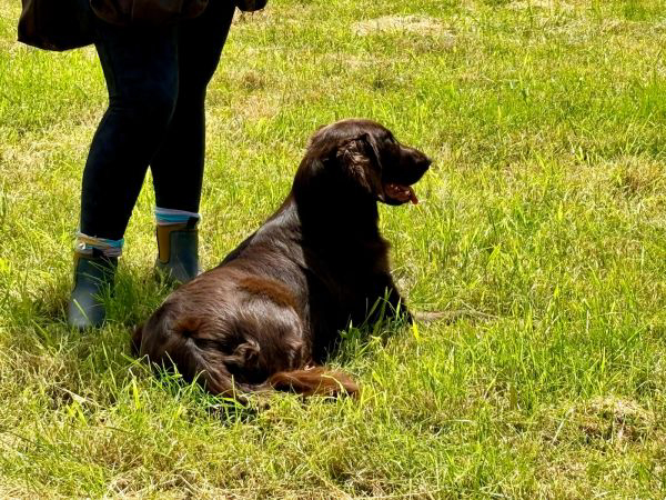 Dog in natural setting