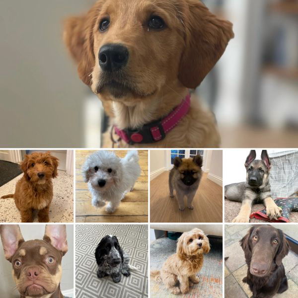 Dog training session