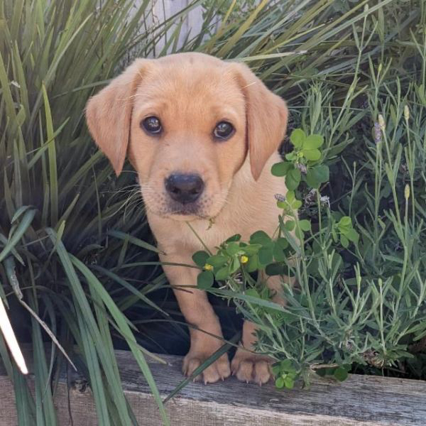 Happy trained dog