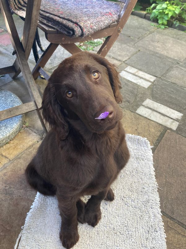 Dog training outdoors