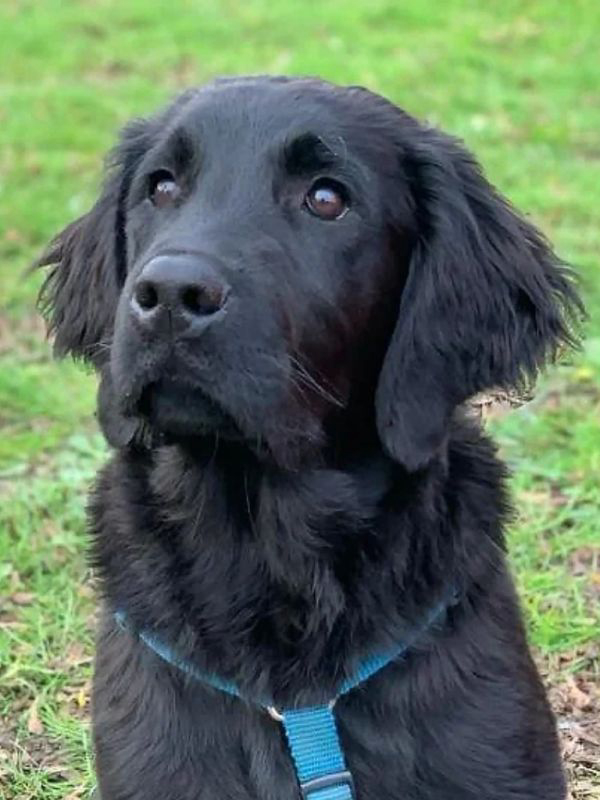 Happy trained dog outdoors