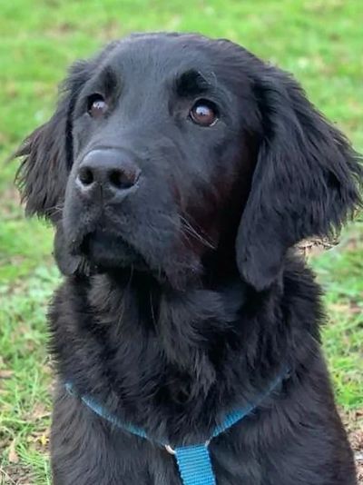 A happy, well-trained black dog