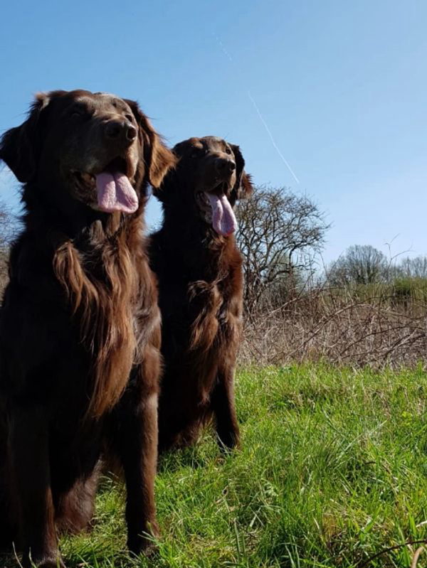 Sylvia Billinghurst, dog trainer at The Dog Com